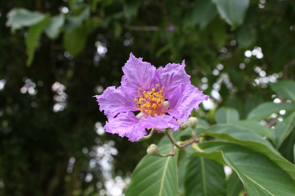 Lagerstroemia speciosa (L.) Pers.